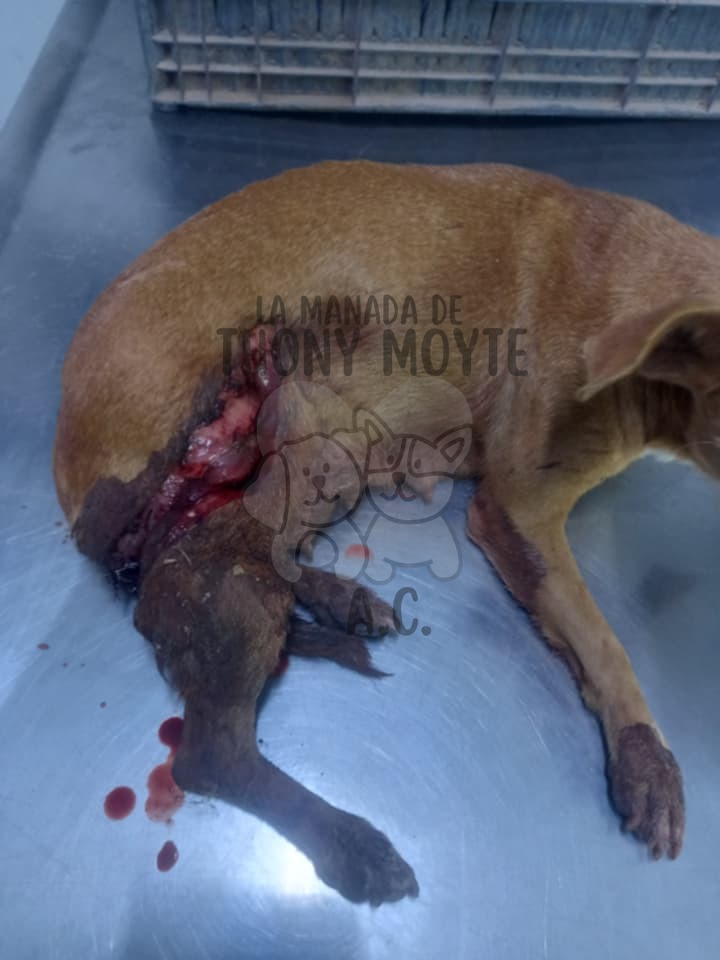 c05a9e_3fa12bfdc8bb41c8855a8c85673c5a51mv2 ¡INDIGNANTE! SUJETO AGREDE A MACHETAZOS A PERRITA QUE AMAMANTABA A SUS CACHORRITOS