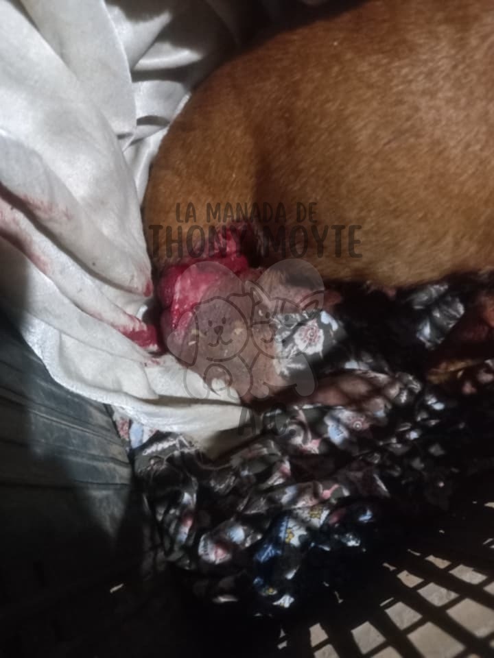 c05a9e_6751b566291e4682a91fdb87e19d7d21mv2 ¡INDIGNANTE! SUJETO AGREDE A MACHETAZOS A PERRITA QUE AMAMANTABA A SUS CACHORRITOS