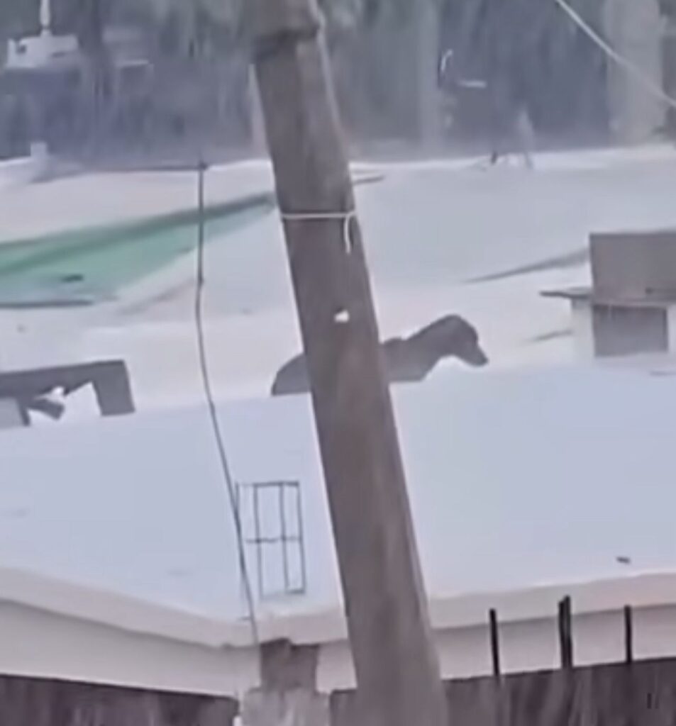 549427107_770669879277267_3365059365175957599_n-953x1024 Héctor Álvarez redobla esfuerzos: Ahome avanza en la protección animal.