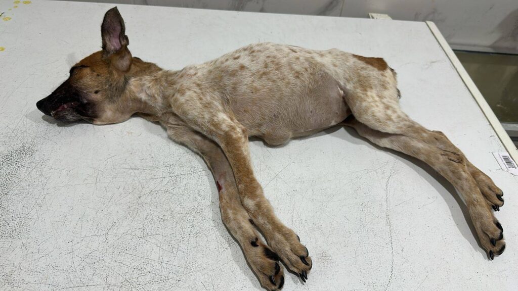 551465575_1102941365282107_1289356541733138871_n-1-1024x576 Un Llamado a la Acción de Héctor Álvarez: Frena Ingresos y Pide Sanitización en el CCBA Tras Muerte de Dos Cachor