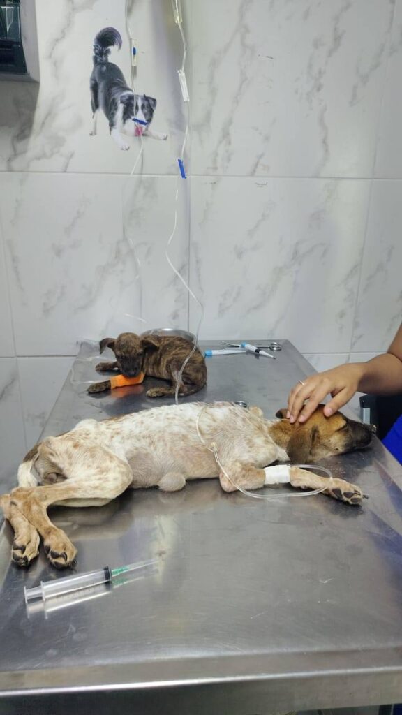 552896501_1102941325282111_245324071482271849_n-1-576x1024 Un Llamado a la Acción de Héctor Álvarez: Frena Ingresos y Pide Sanitización en el CCBA Tras Muerte de Dos Cachor