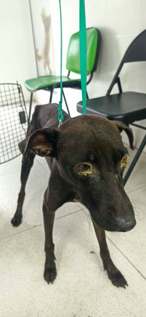 553591974_1102941281948782_3647153556633635398_n-1-473x1024 Un Llamado a la Acción de Héctor Álvarez: Frena Ingresos y Pide Sanitización en el CCBA Tras Muerte de Dos Cachor